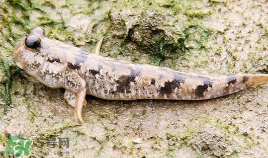 彈涂魚多少錢一斤？彈涂魚有毒嗎