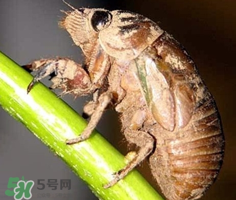 蟬蛹什么時候出來？蟬蛹什么時候最多
