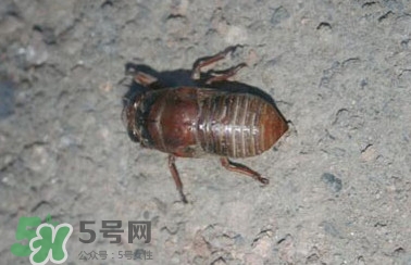 幼蟬猴怎么做好吃？幼蟬猴有什么營養(yǎng)價值