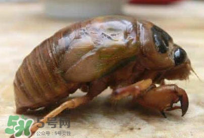 幼蟬猴怎么保存？幼蟬猴怎么清洗