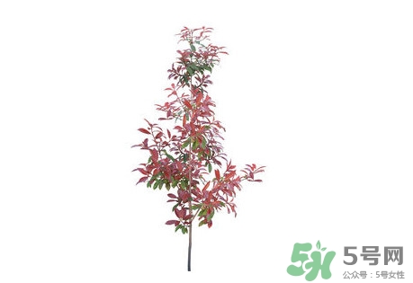 紫葉李什么時候開花？紫葉李什么時候成熟