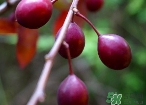 紫葉李果實(shí)有毒嗎？紫葉李果實(shí)能吃嗎