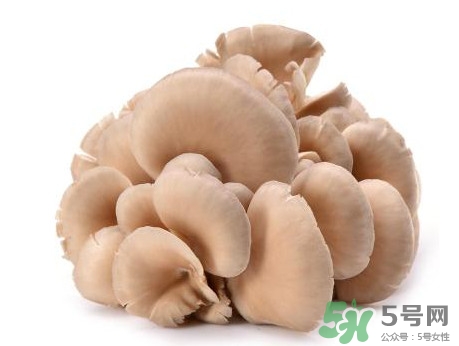 平菇怎么吃最有營養(yǎng)？平菇長白毛還能吃嗎