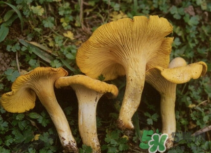 雞油菌多少錢一斤？雞油菌和雞樅菌有什么區(qū)別