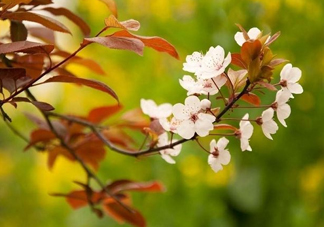 紫葉李什么時(shí)候開花？紫葉李什么時(shí)候成熟