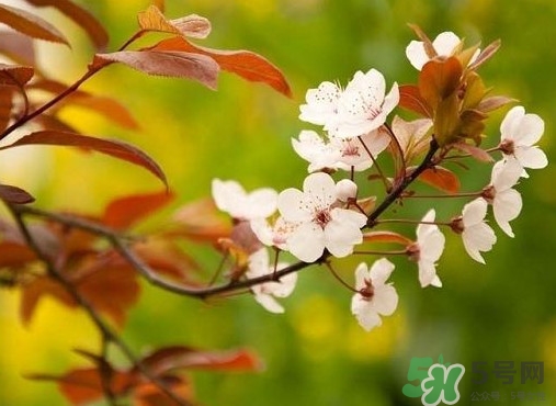 紫葉李什么時候開花？紫葉李什么時候成熟