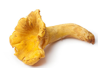 雞油菌多少錢一斤？雞油菌和雞樅菌有什么區(qū)別