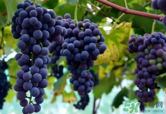 夏黑葡萄為什么掉色？夏黑葡萄怎么會染色？
