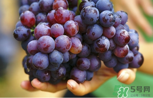夏黑葡萄可以釀酒嗎？夏黑葡萄怎么自釀酒？