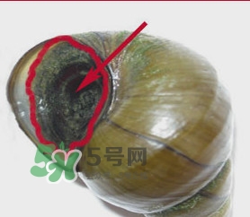 吃田螺有什么好處？田螺哪些部位不能吃