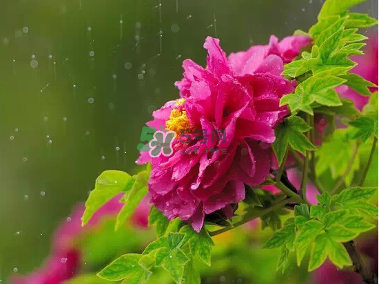2017大暑會不會下雨？2017大暑下雨好嗎？