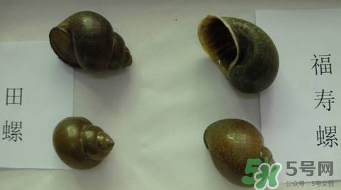 福壽螺吃了會怎樣？福壽螺有什么危害？