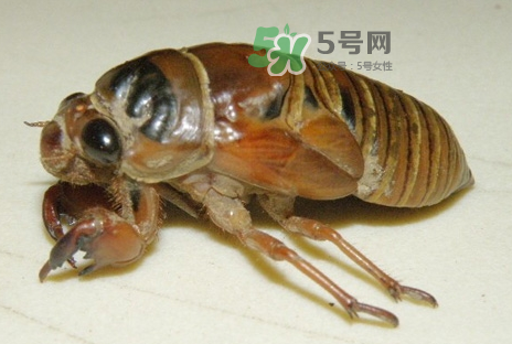 金蟬有什么營養(yǎng)價(jià)值？吃金蟬有什么好處？