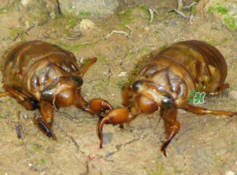 金蟬有什么營養(yǎng)價(jià)值？吃金蟬有什么好處？