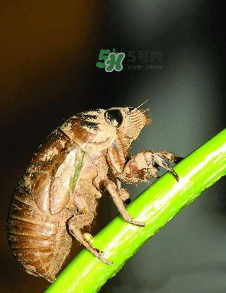 金蟬有寄生蟲嗎？金蟬有毒嗎？
