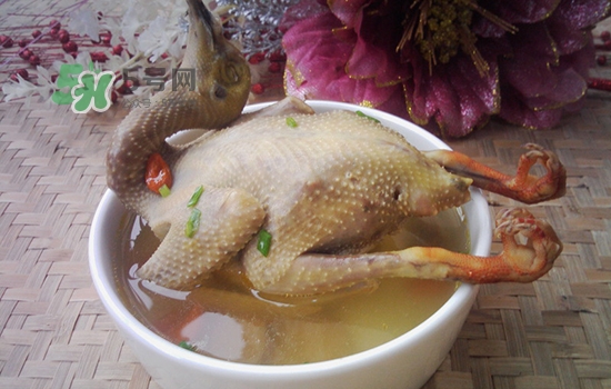 三伏天能吃鴿子嗎？三伏天能喝鴿子湯嗎？