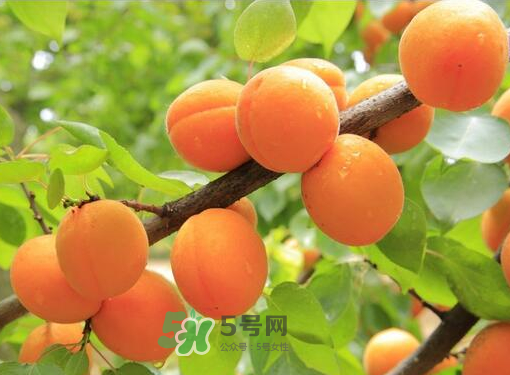 黃桃為什么用鹽水泡？黃桃為什么要用鹽水泡？