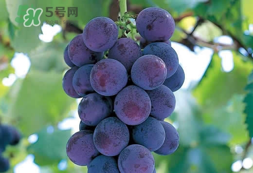 巨峰葡萄是酸性還是堿性？巨峰葡萄是堿性的嗎？