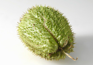 刺果番荔枝多少錢一斤？刺果番荔枝哪里有賣？