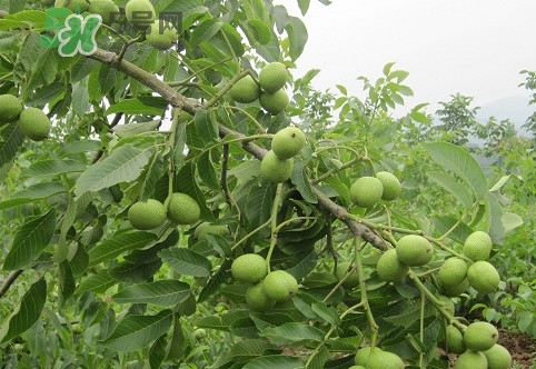 青皮核桃營養(yǎng)價值高嗎？青皮核桃怎么挑選