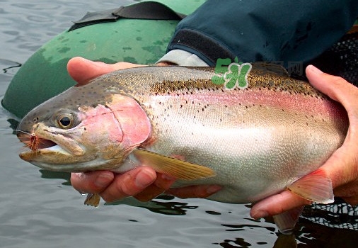 鱒魚可以生吃嗎？鱒魚是海魚還是淡水魚
