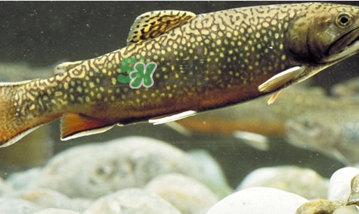 鱒魚(yú)怎么讀？鱒魚(yú)怎么做好吃