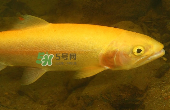 金鱒魚(yú)清蒸為什么變黑？食用金鱒魚(yú)有什么好處