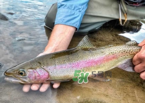 鱒魚可以生吃嗎？鱒魚是海魚還是淡水魚