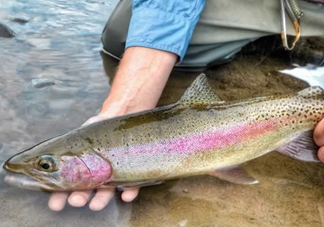 鱒魚(yú)可以生吃嗎？鱒魚(yú)是海魚(yú)還是淡水魚(yú)