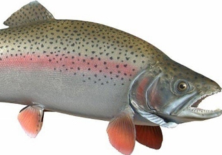 鱒魚是三文魚嗎？鱒魚是什么魚