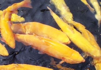 金鱒魚(yú)多少錢(qián)一斤？金鱒魚(yú)刺多嗎