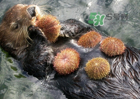 海膽是什么東西？海膽是動(dòng)物還是植物？