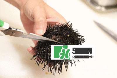 海膽怎么處理？海膽可以生吃嗎？