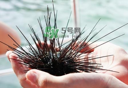 海膽有毒嗎？海膽有寄生蟲嗎