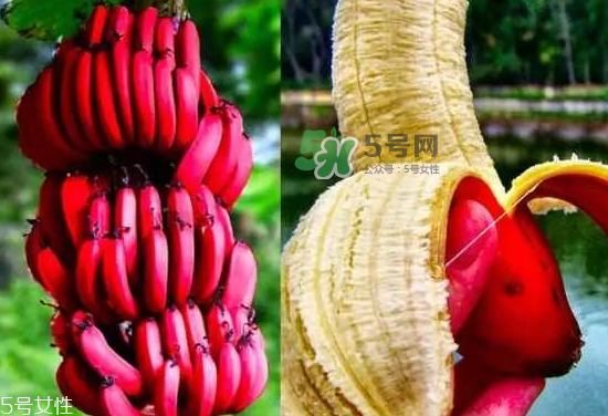 紅皮香蕉是轉(zhuǎn)基因的嗎？紅皮香蕉和一般香蕉的區(qū)別