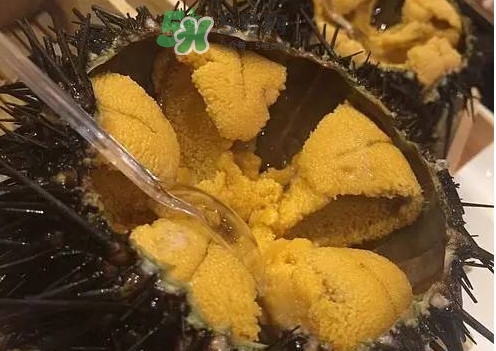 冷凍海膽黃化了能吃嗎？海膽吃多了會怎樣