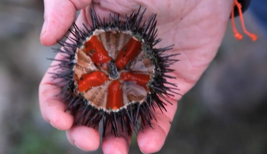 活海膽怎么殺？海膽怎么開(kāi)殼？