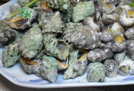 海螺怎么做好吃？海螺怎么清洗干凈