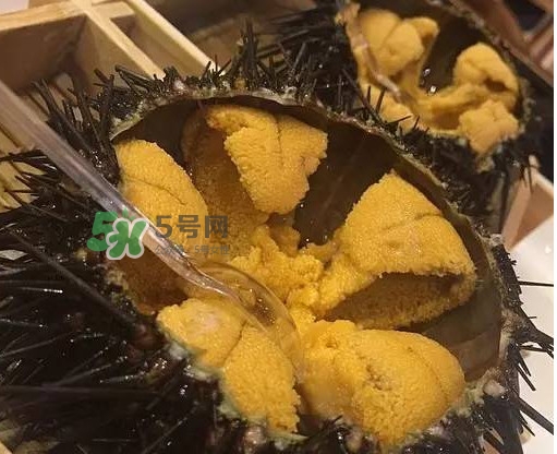 海膽貴嗎？海膽多少錢一斤？