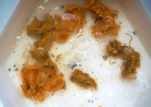 活海膽怎么殺？海膽怎么開(kāi)殼？