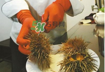 海膽是發(fā)物嗎？海膽是寒性的嗎