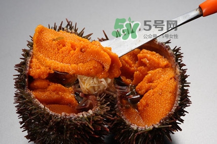 海膽怎么處理？海膽可以生吃嗎？