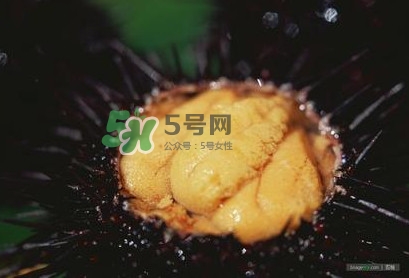 海膽是什么味道？海膽有什么營養(yǎng)價值