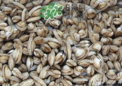 海瓜子怎么養(yǎng)？如何挑選海瓜子