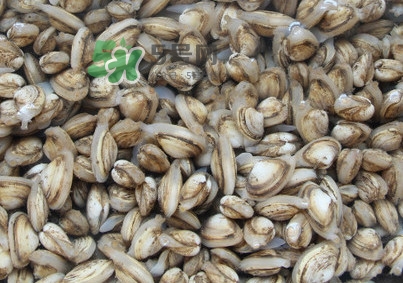 海瓜子煮多久能熟？海瓜子為什么放在水里殼不張開