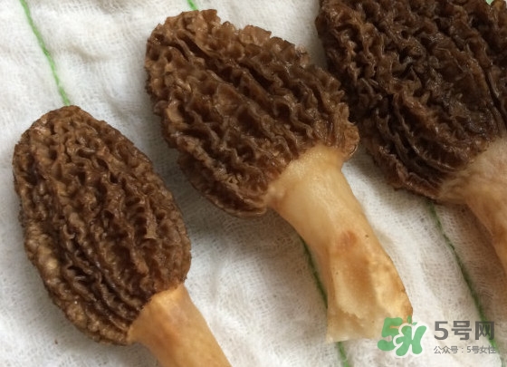 羊肚菌什么時候采摘？羊肚菌什么季節(jié)有