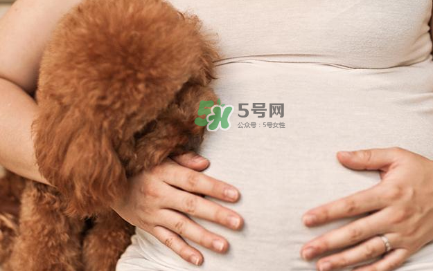 狗對孕婦的危害有哪些？狗對孕婦有影響嗎？
