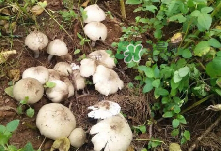 雞樅菌為什么那么貴？雞樅菌為什么離不開白螞蟻