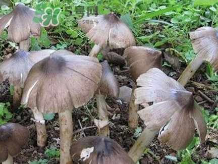 雞樅菌為什么那么貴？雞樅菌為什么離不開白螞蟻