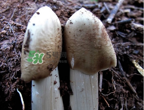 雞樅菌怎么保存？雞樅菌可以放冰箱嗎？